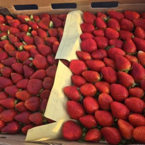 Fresh Strawberry – (1 Kg) – فراولة بالكيلو